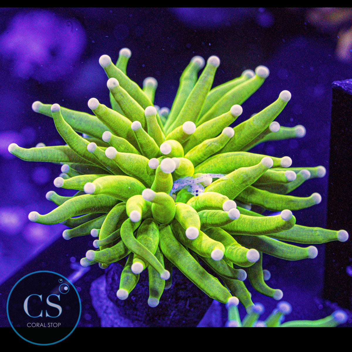 Pink Tip Holy Grail Torch
