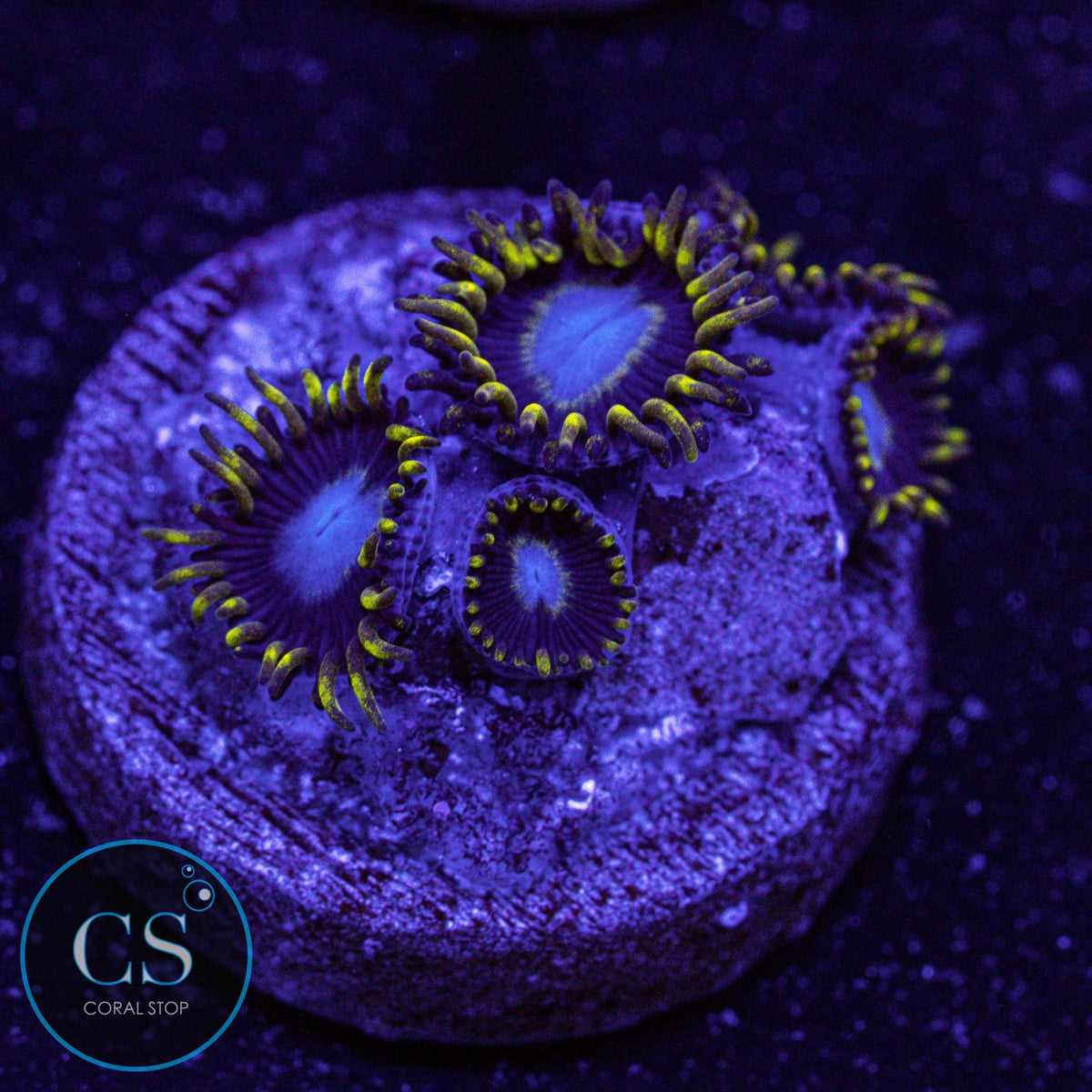 Frozen Hornet Zoa