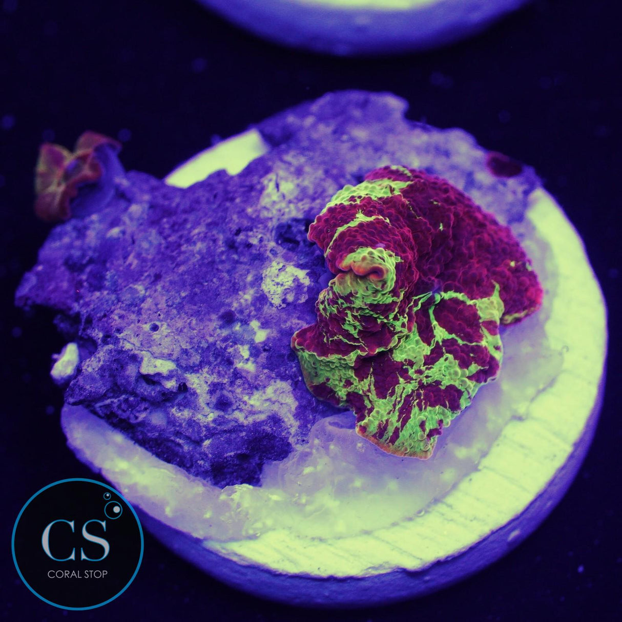 POLETTI JAWBREAKER MUSHROOM WITH BABY