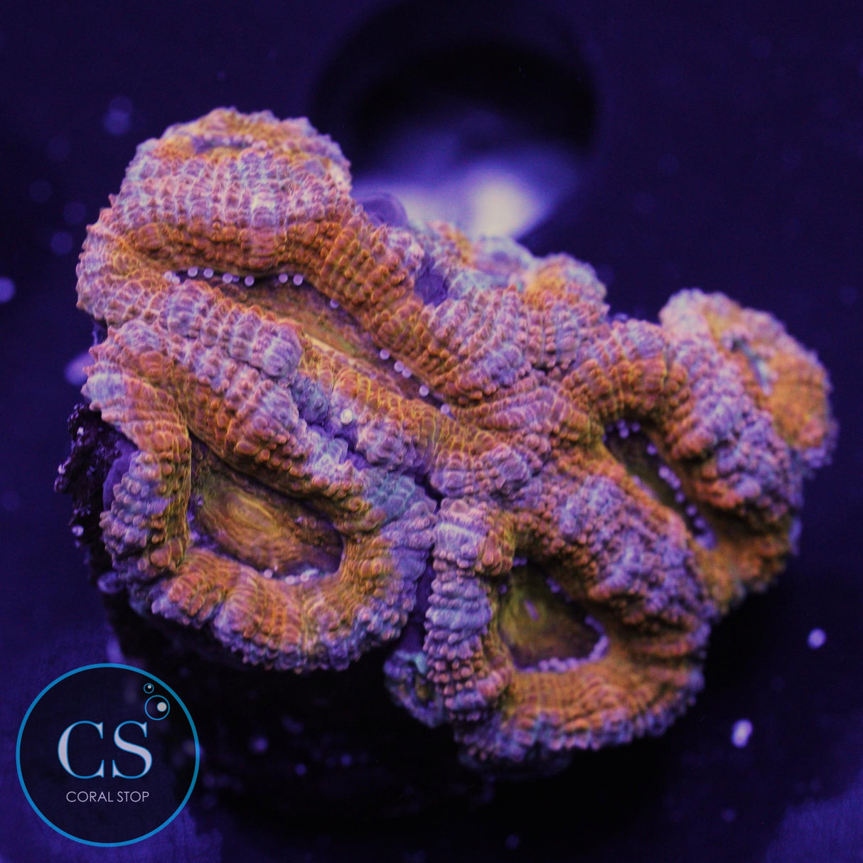 AUSSIE ACAN
