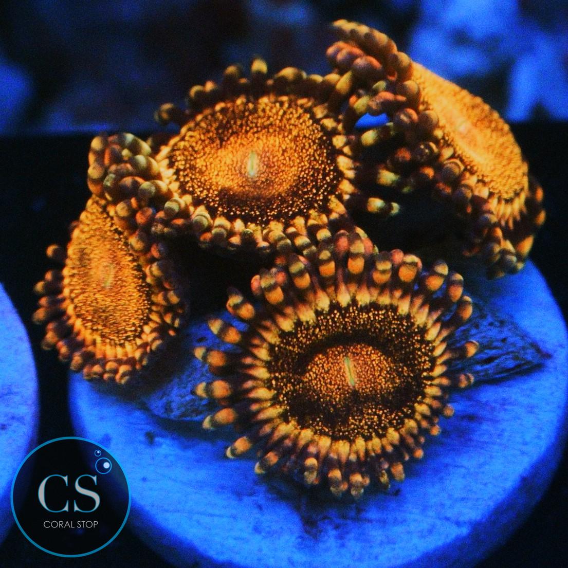 CS ORANGE DEATHSTAR ZOA