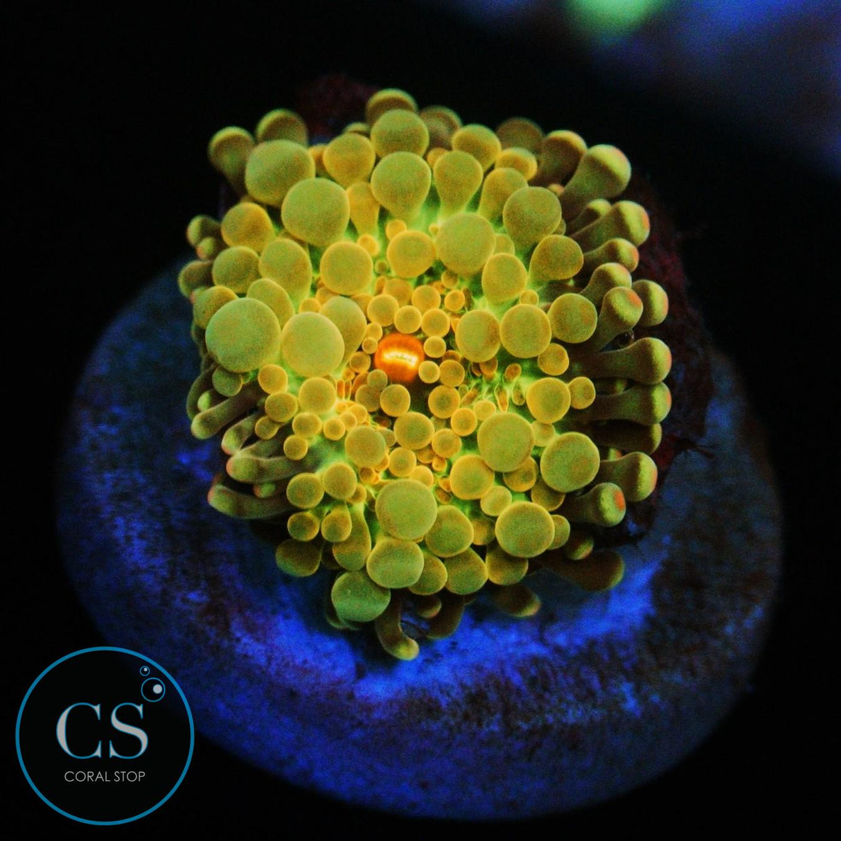 RAINBOW MALAYSIAN YUMA MUSHROOM
