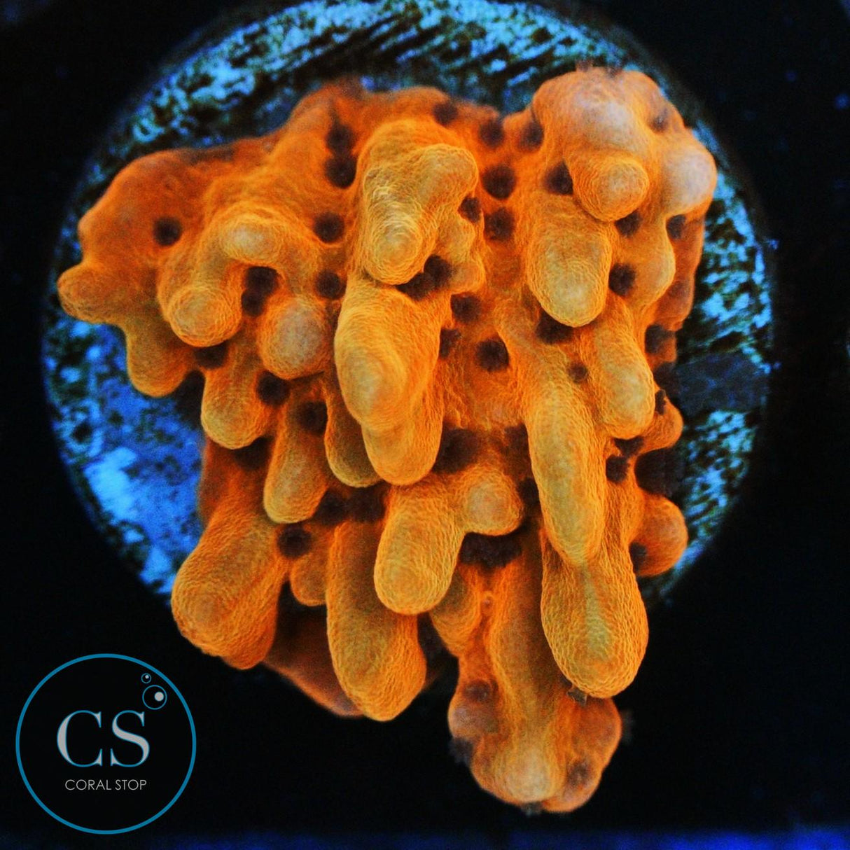 CB FLAMING PHOENIX MONTI