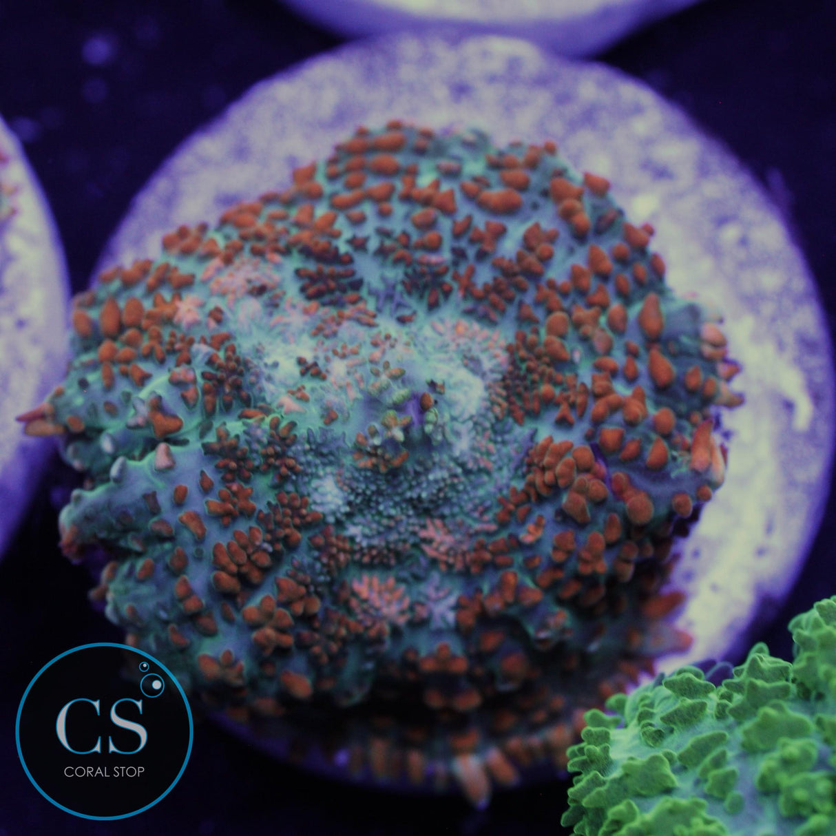 ULTRA BULLSEYE MUSHROOM