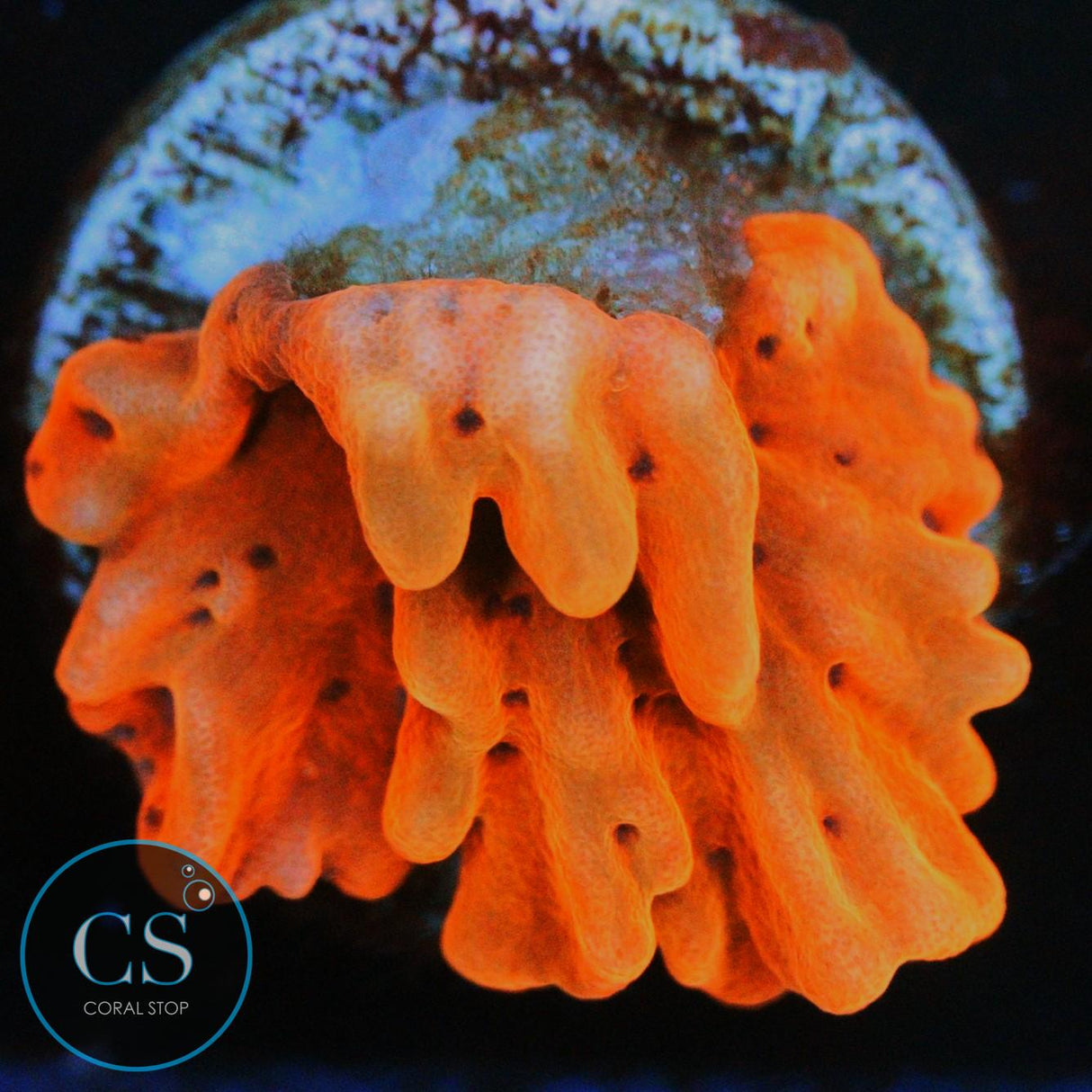 CB FLAMING PHOENIX MONTI