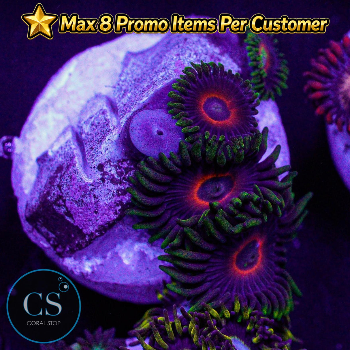 Purple Heart Zoa