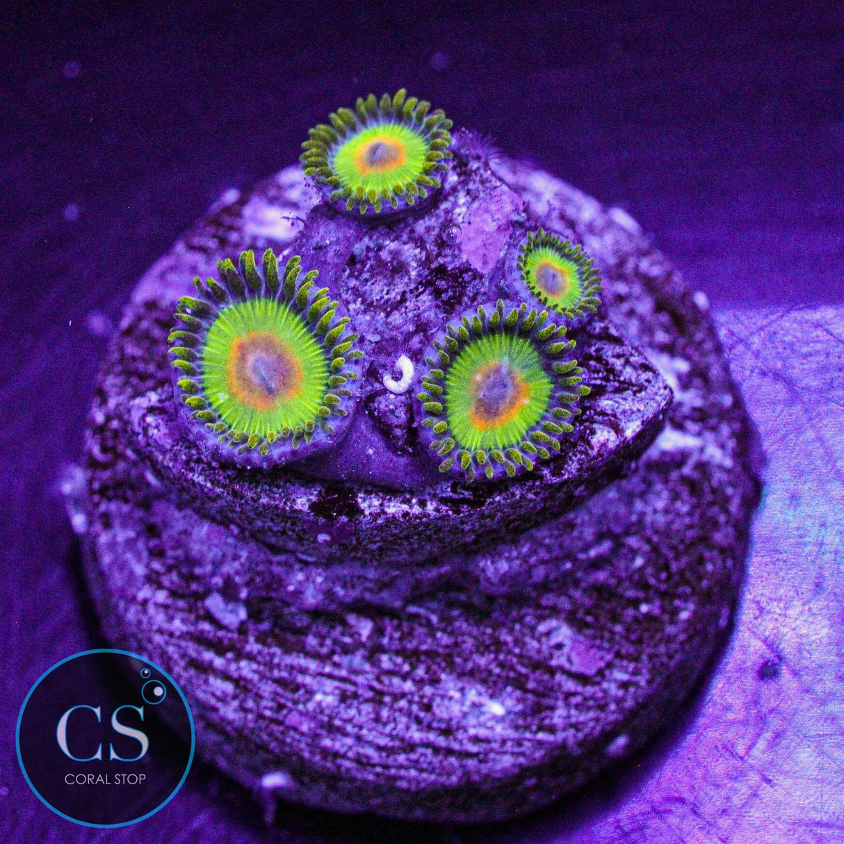Rasta Zoa