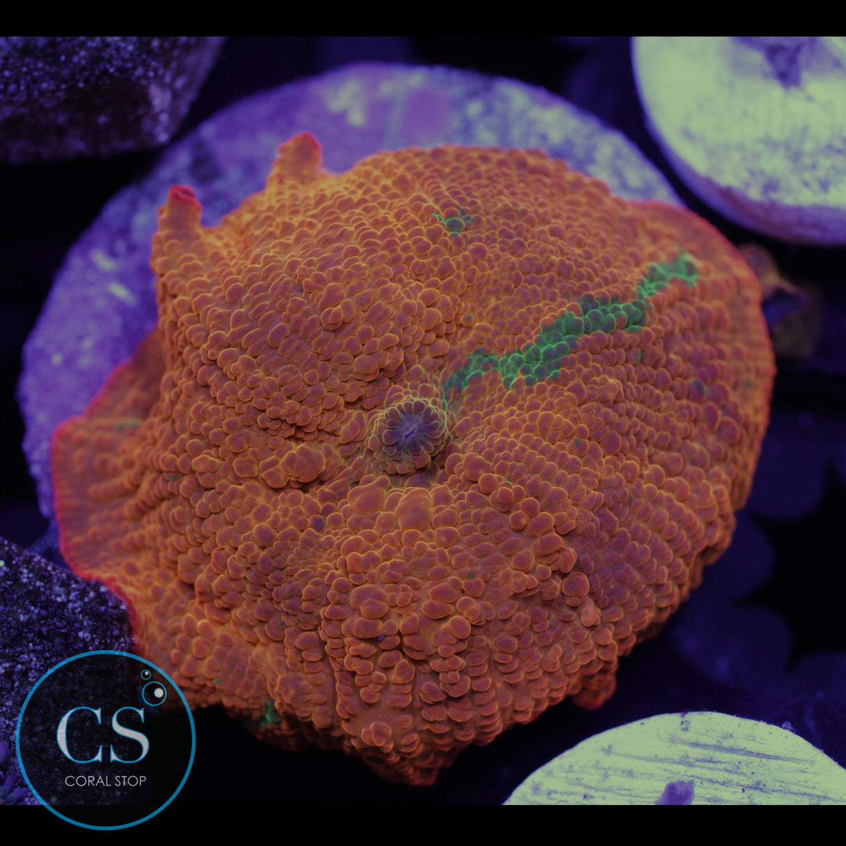 CANDY CRUSH JAWBREAKER MUSHROOM