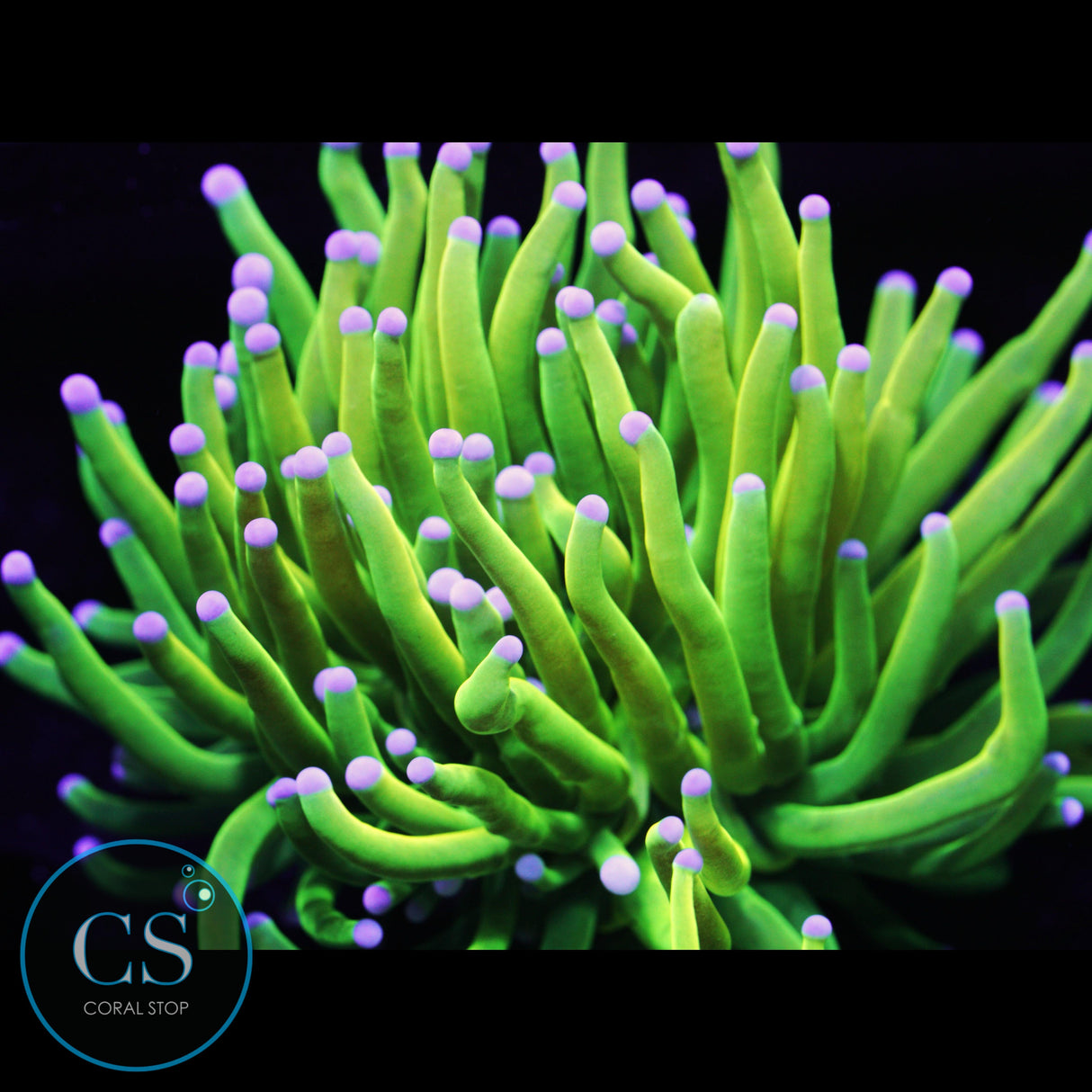 Blue Tip Holy Grail Torch