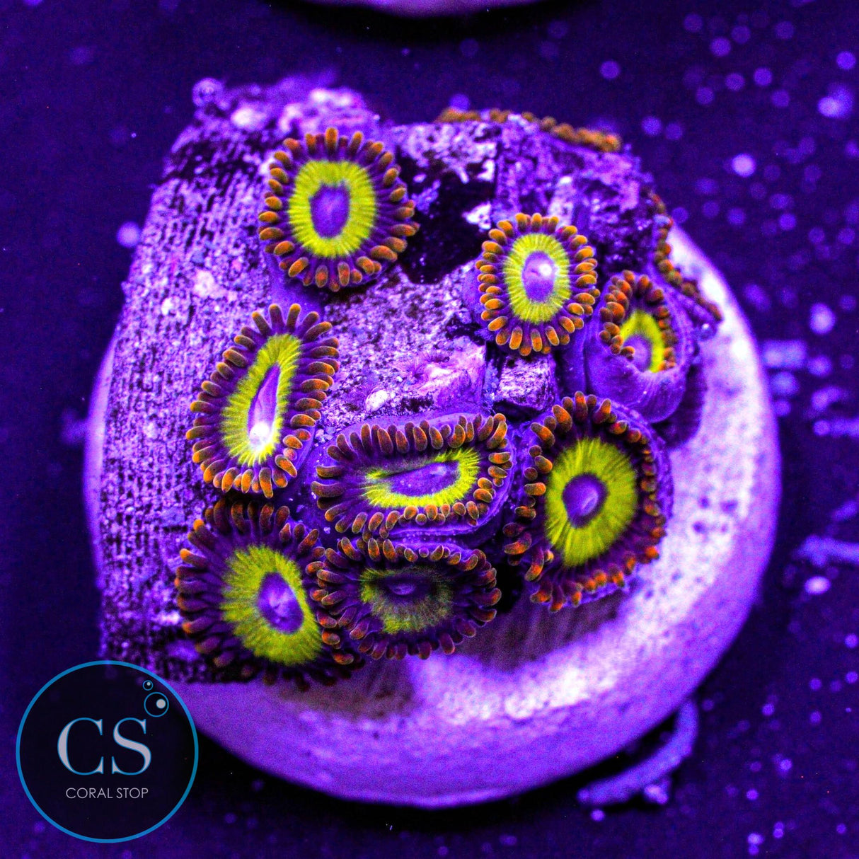 Fruit Loop Zoa