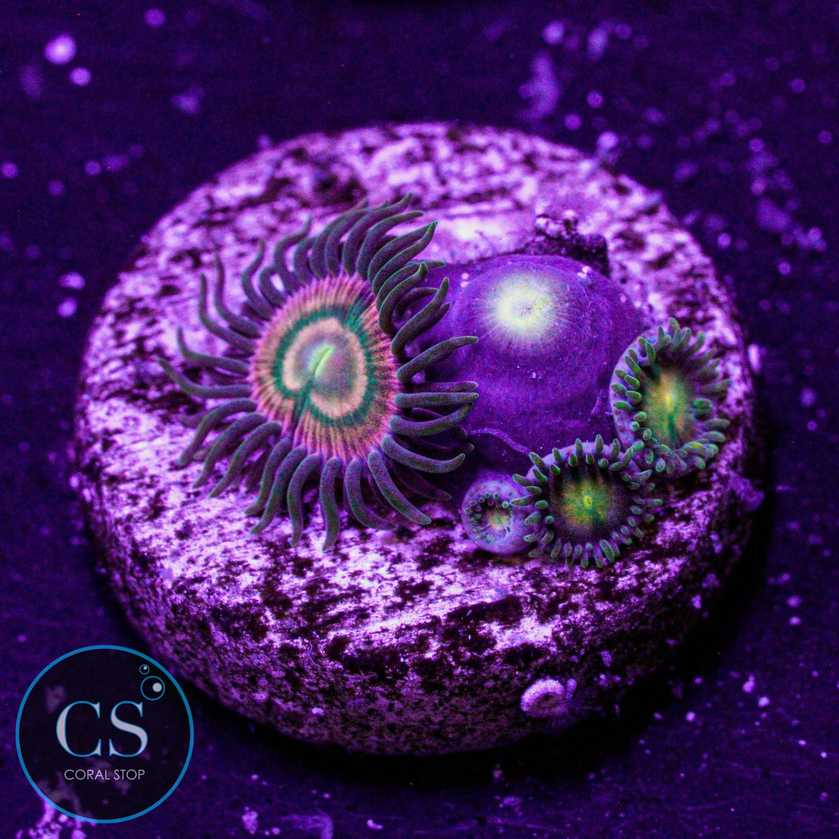 RR Kraken Zoa