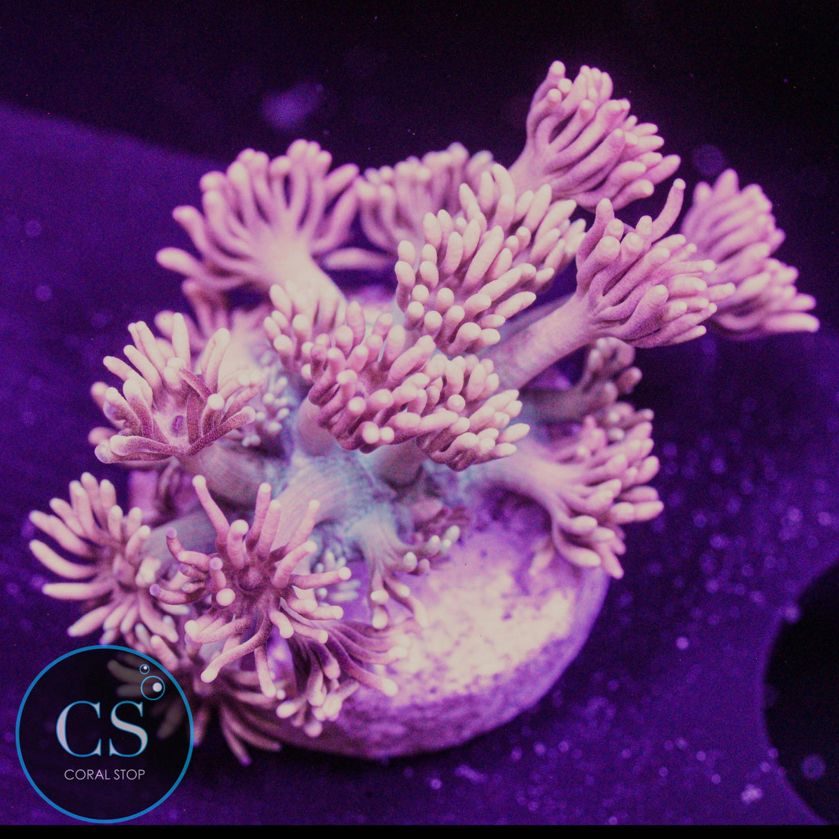 CS Bubblicious Goni