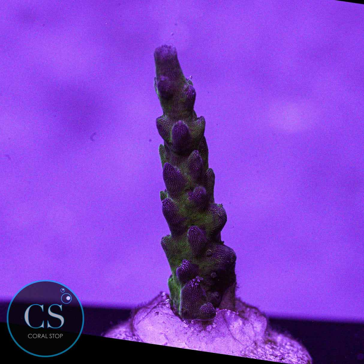 WWC Twig & Vine Acro