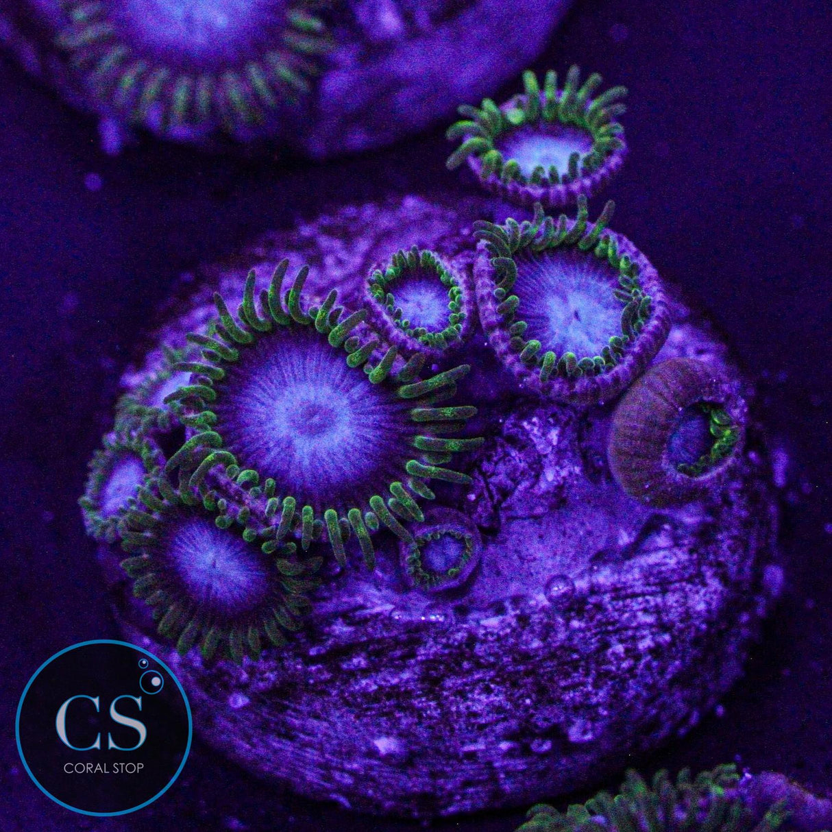 Blues Clues Zoa