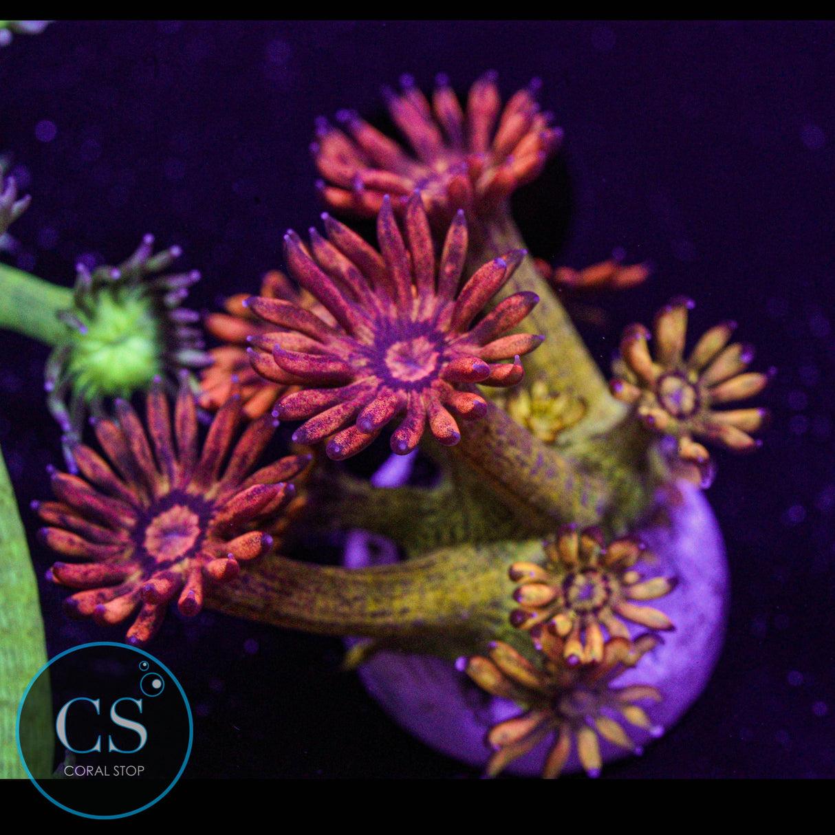 UC Amazeballs Goniopora
