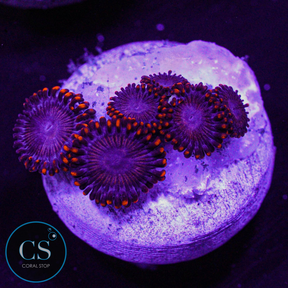 WWC Twizzlers Zoa