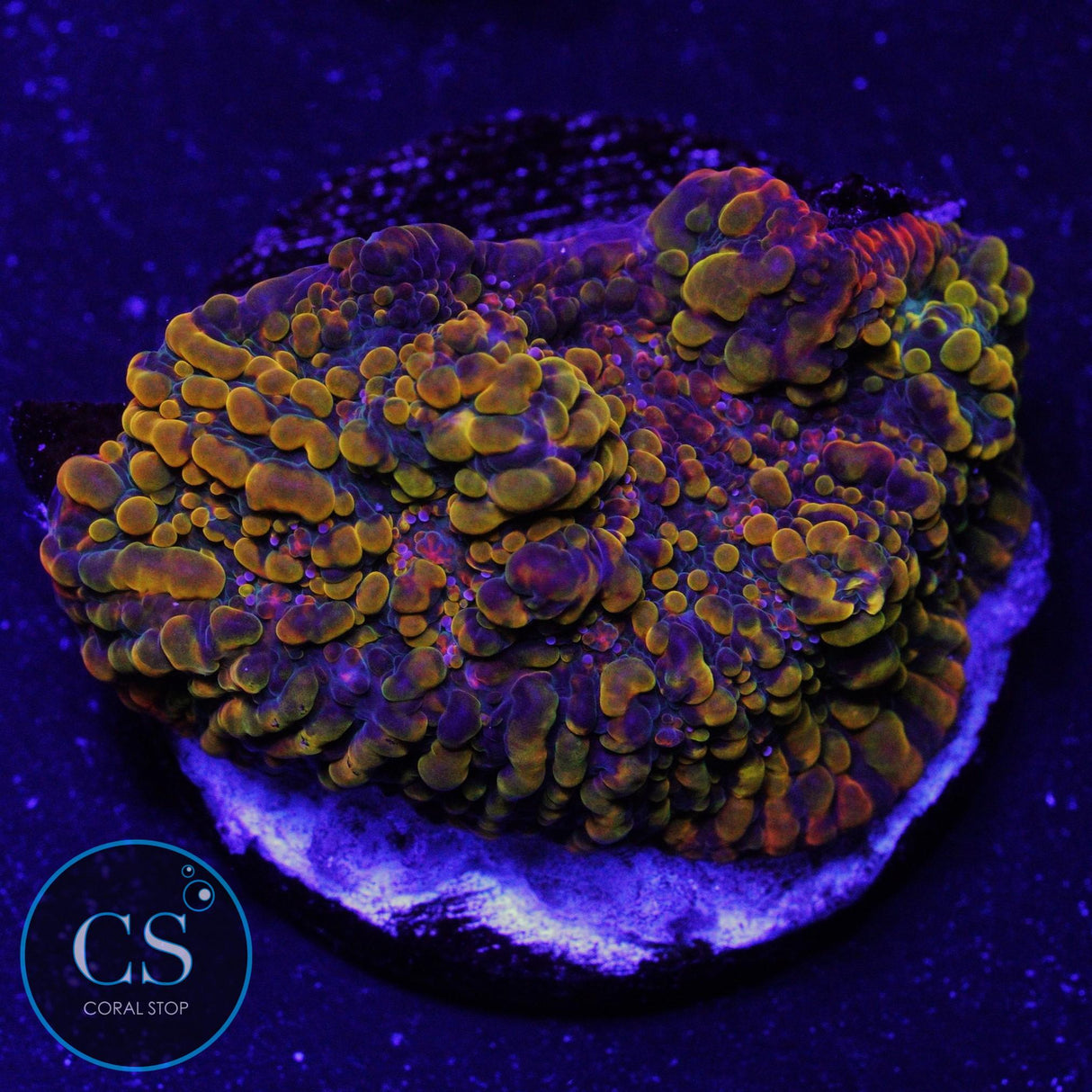CC CLOUDBERRY CHALICE