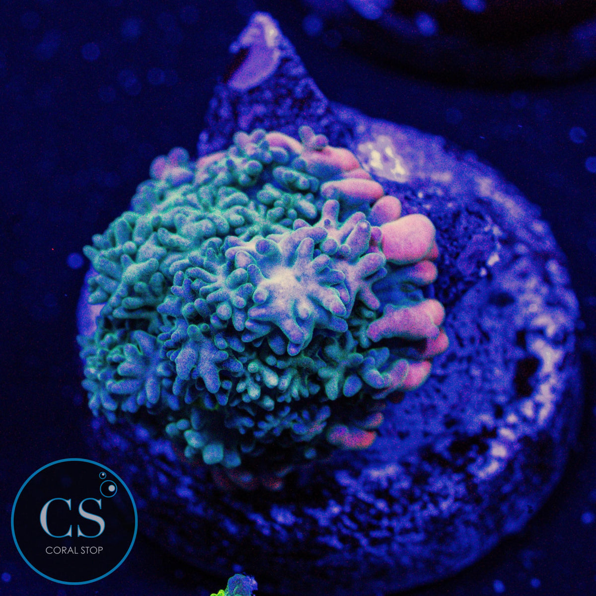 Frankenstein's Monster Bounce Mushroom