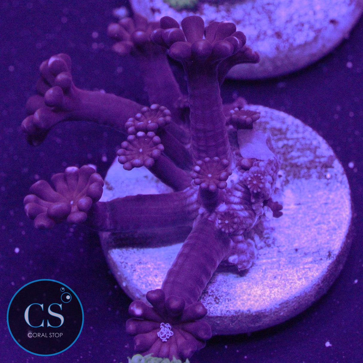VERY RARE RUBY RED ALVEOPORA