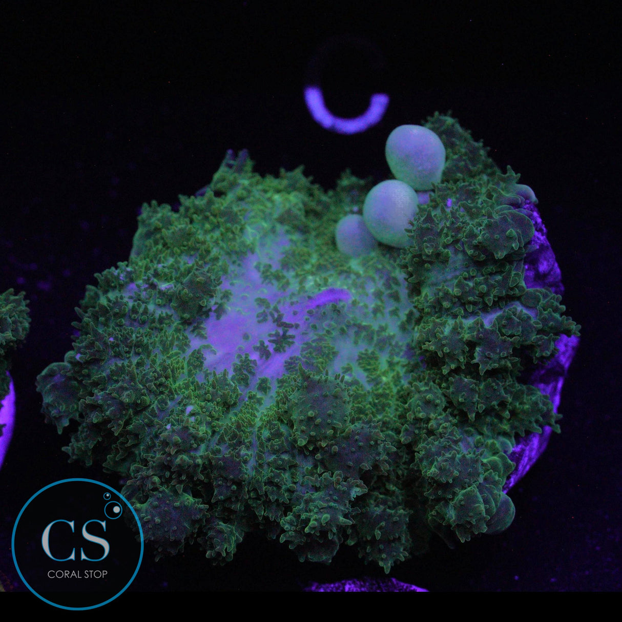 CS NEW RELEASE GHOST JUNGLE BOUNCE MUSHROOM