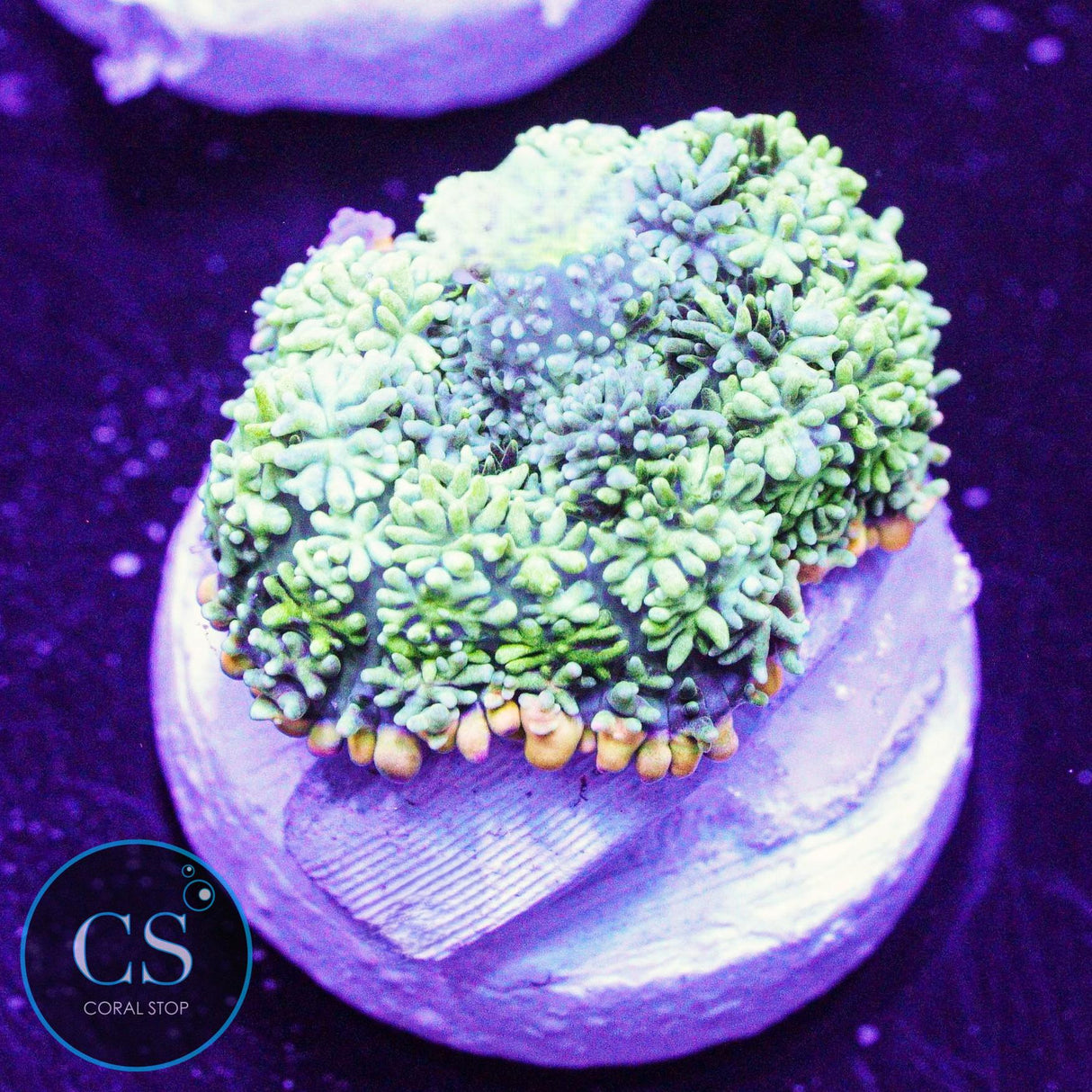 Frankenstein Bounce Mushroom