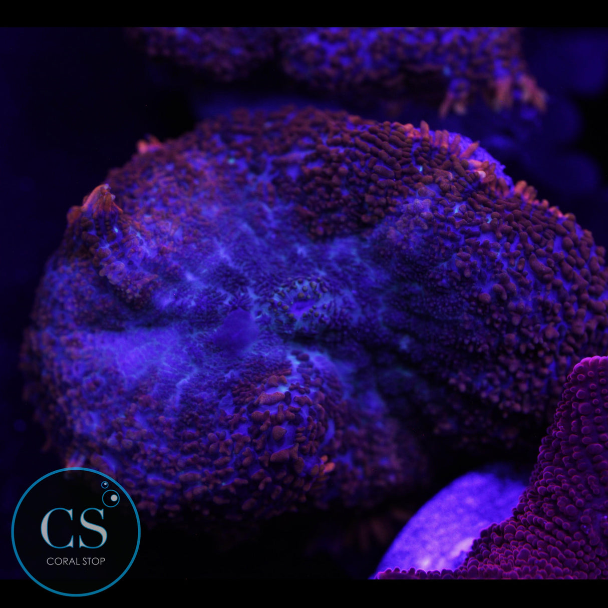 JUMBO SUPERMAN MUSHROOM