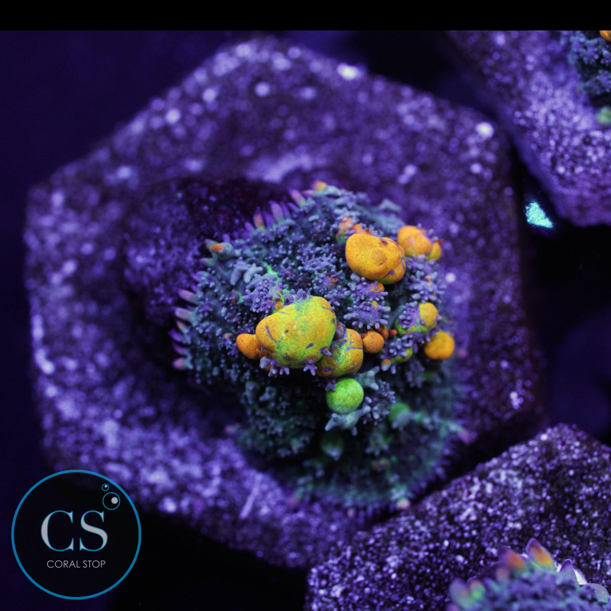 WWC OG BOUNCE MUSHROOM