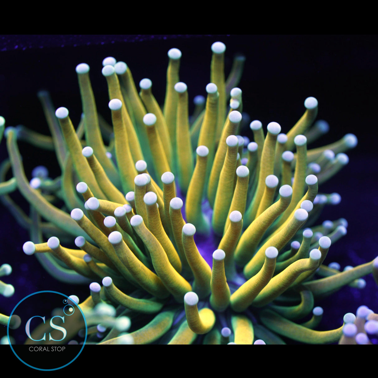 ULTIMATE BANANA GRAIL TORCH