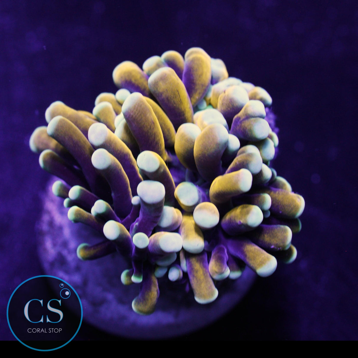 BANANA CRISTATA TORCH