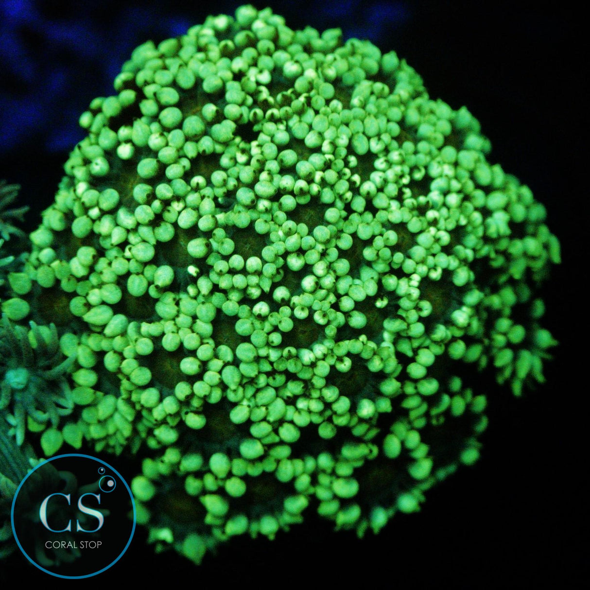 GREEN DAISY GONI