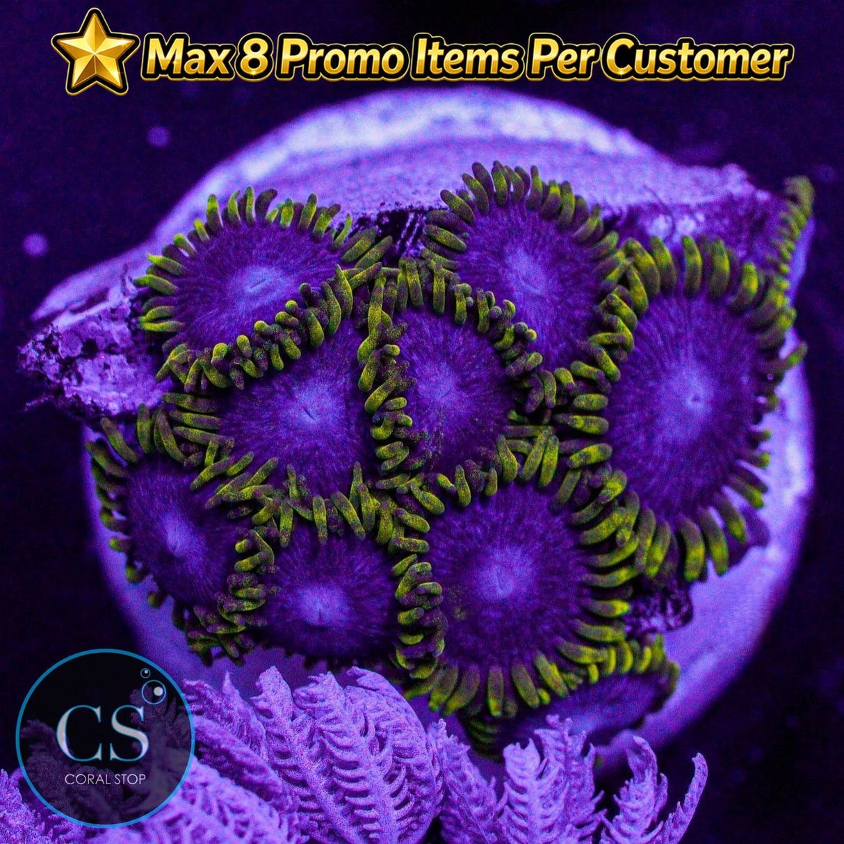 Blue Phoenix Zoa