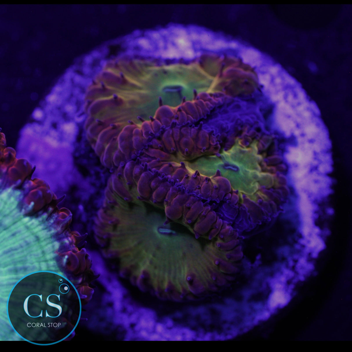 CS FLAMING TIDDY TWISTER BLASTO