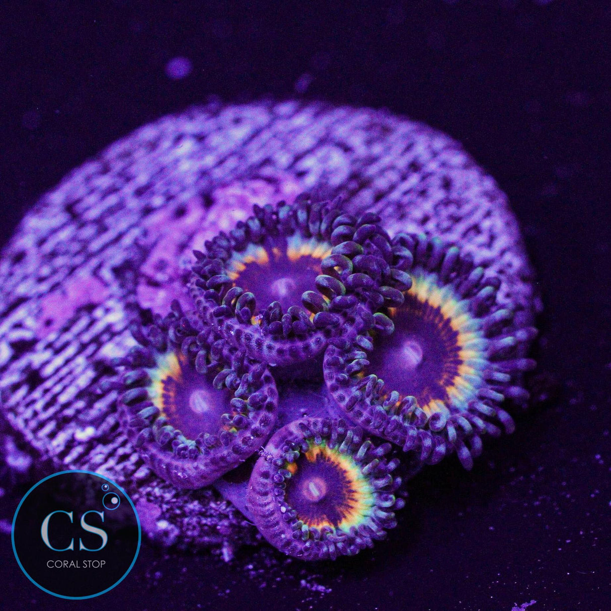 Sonic Flare Zoa