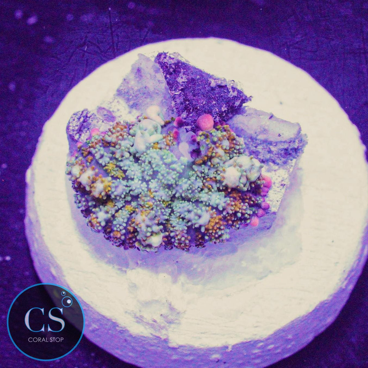 OT7 Rainbow Bounce Mushroom