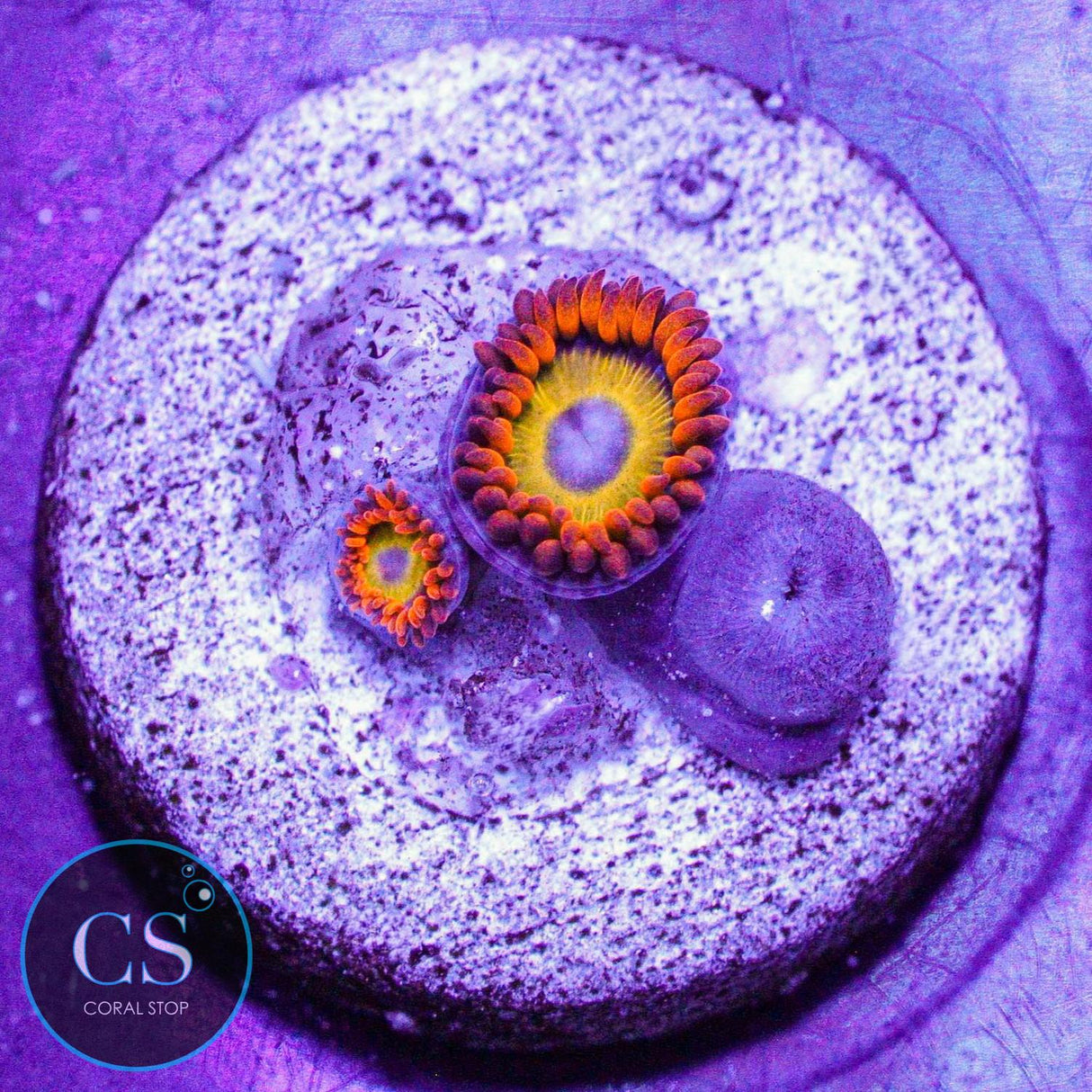 Blondies Zoa