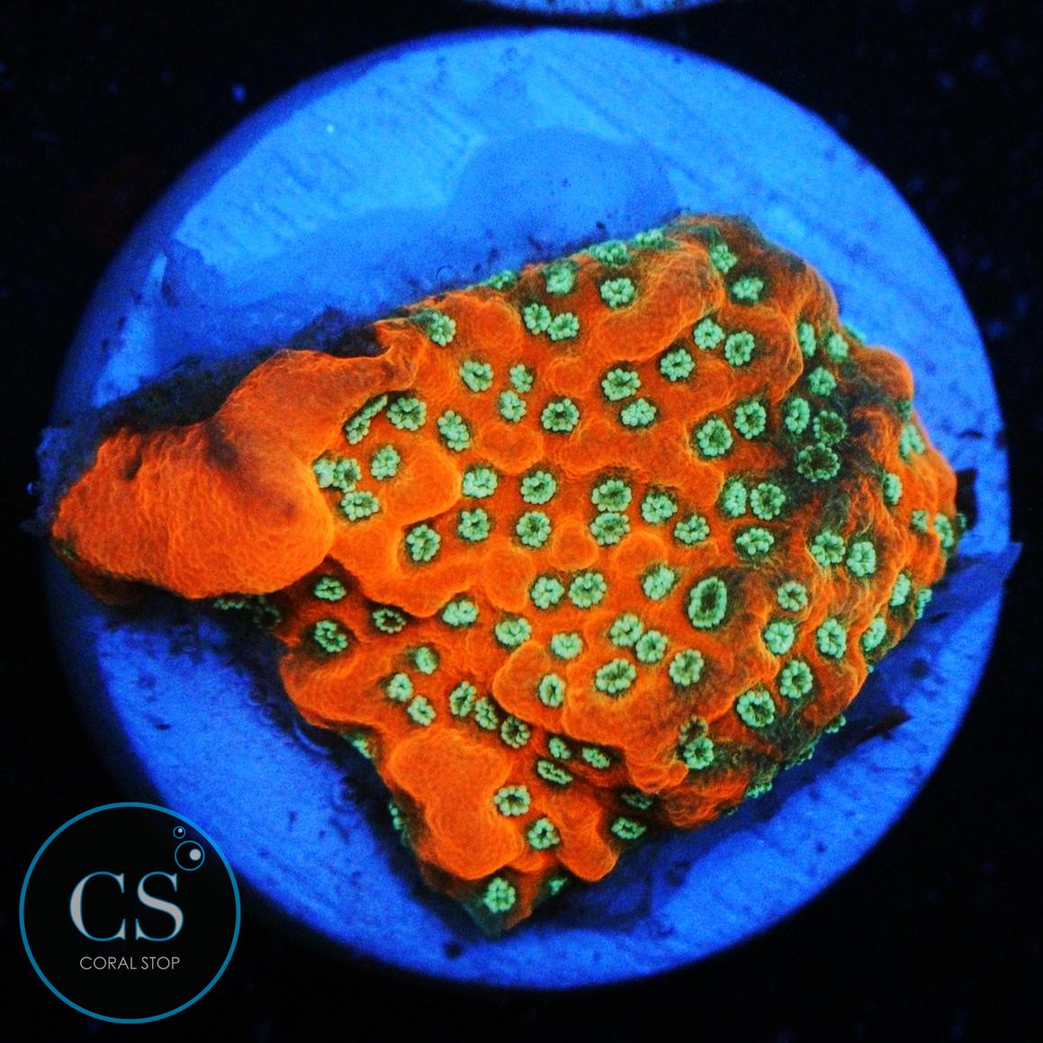 JF SILVER BULLET MONTI