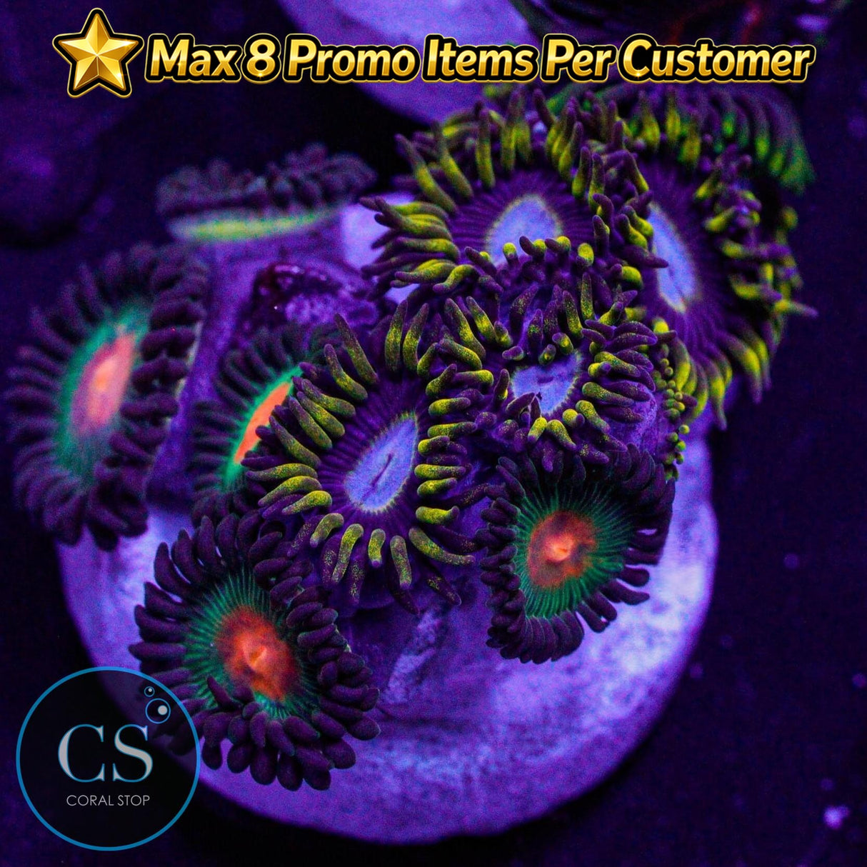 Combo Zoa