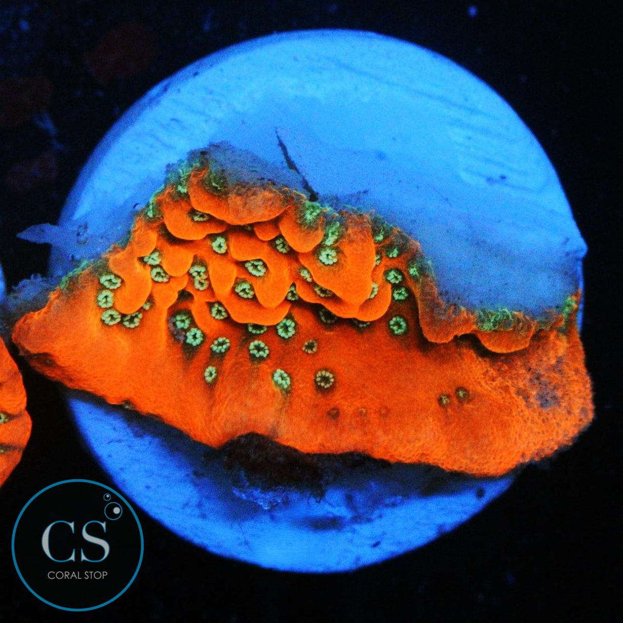 JF SILVER BULLET MONTI