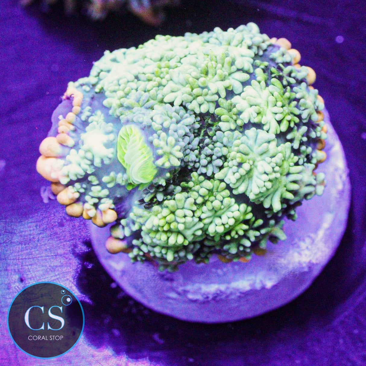 Frankenstein Bounce Mushroom