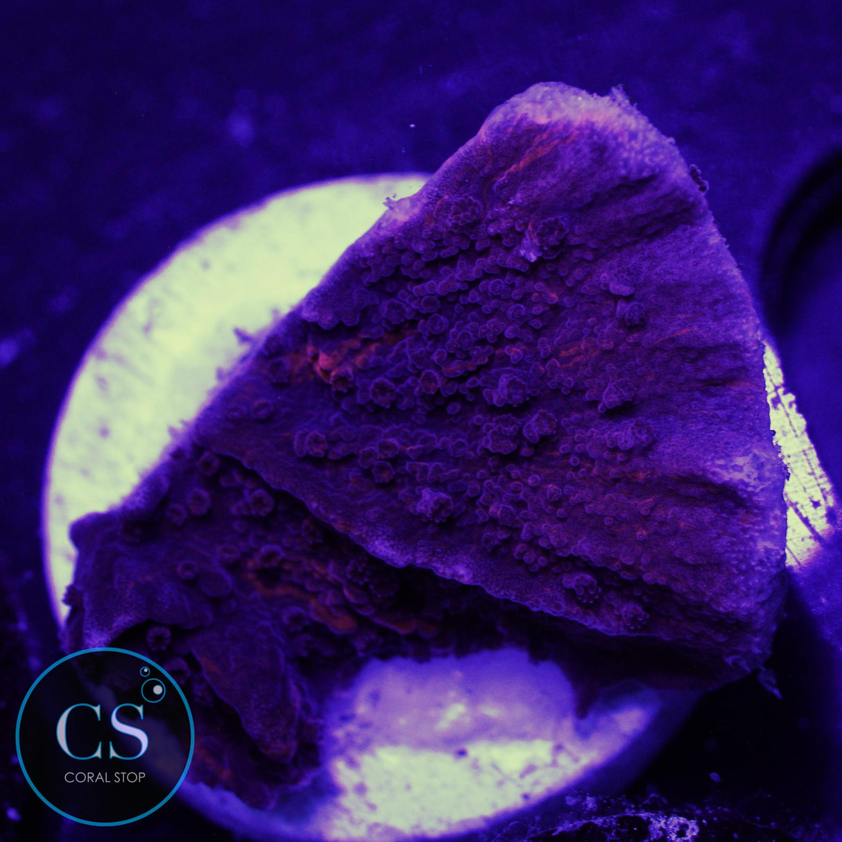 CHERRY GARCIA GRAFTED MONTI