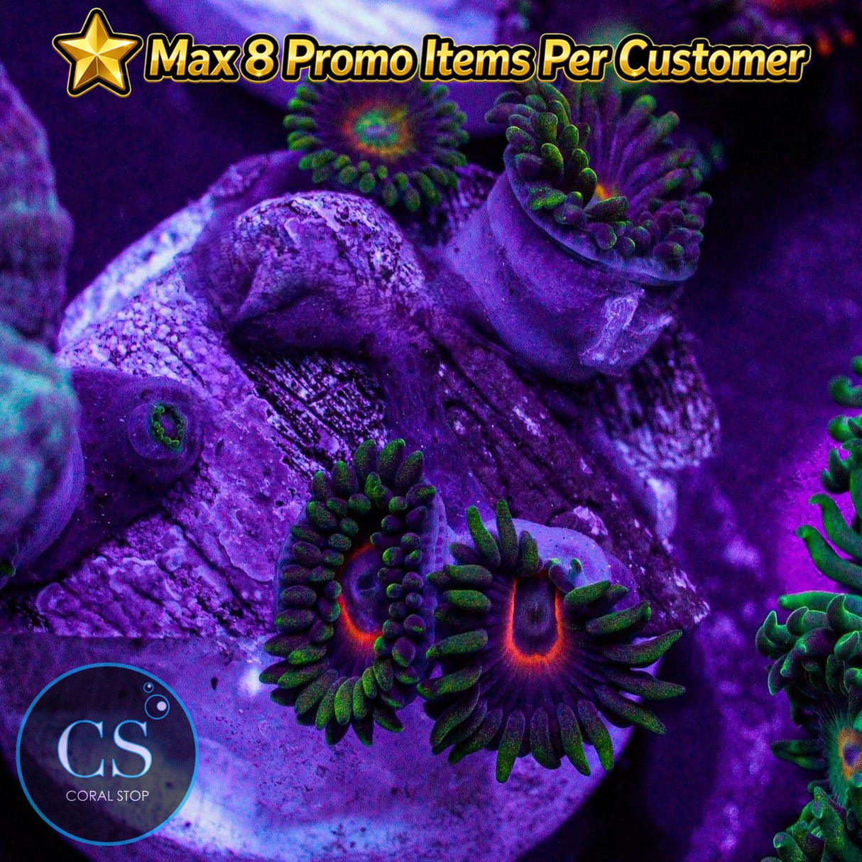 Purple Heart Zoa