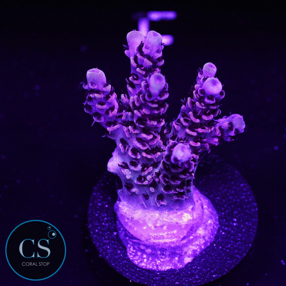 POTO Optimus Prime Acro