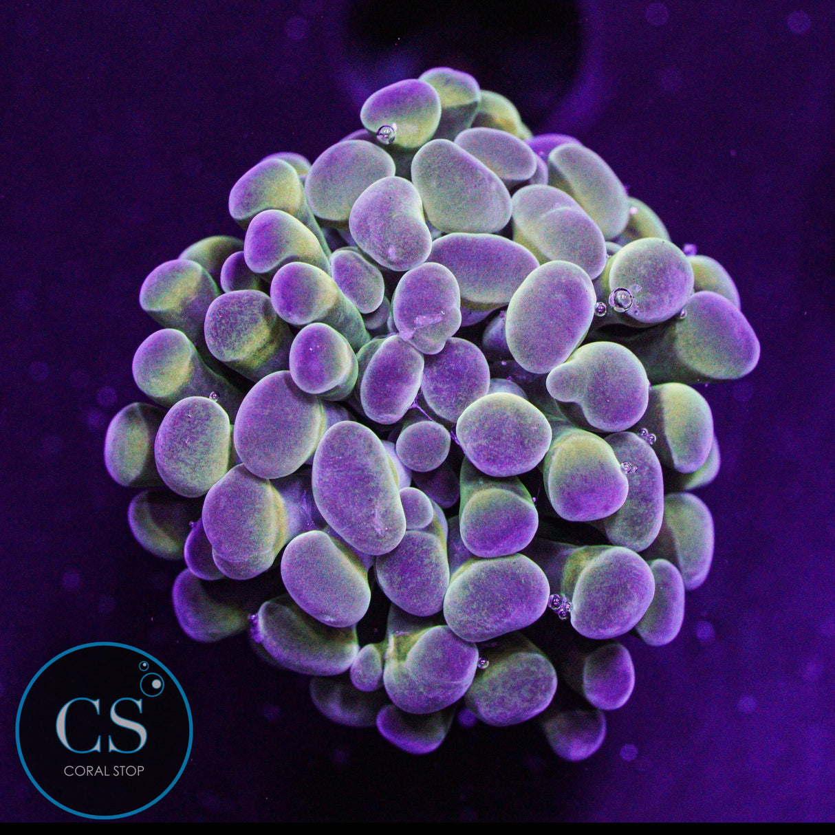 Rainbow Hologram Hammer