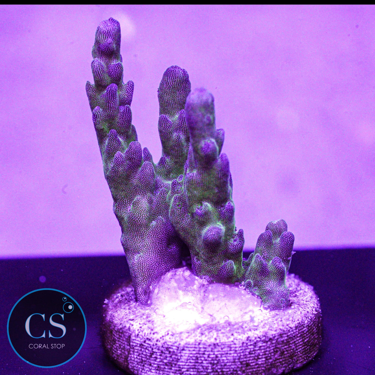 WWC Twig & Vine Acro