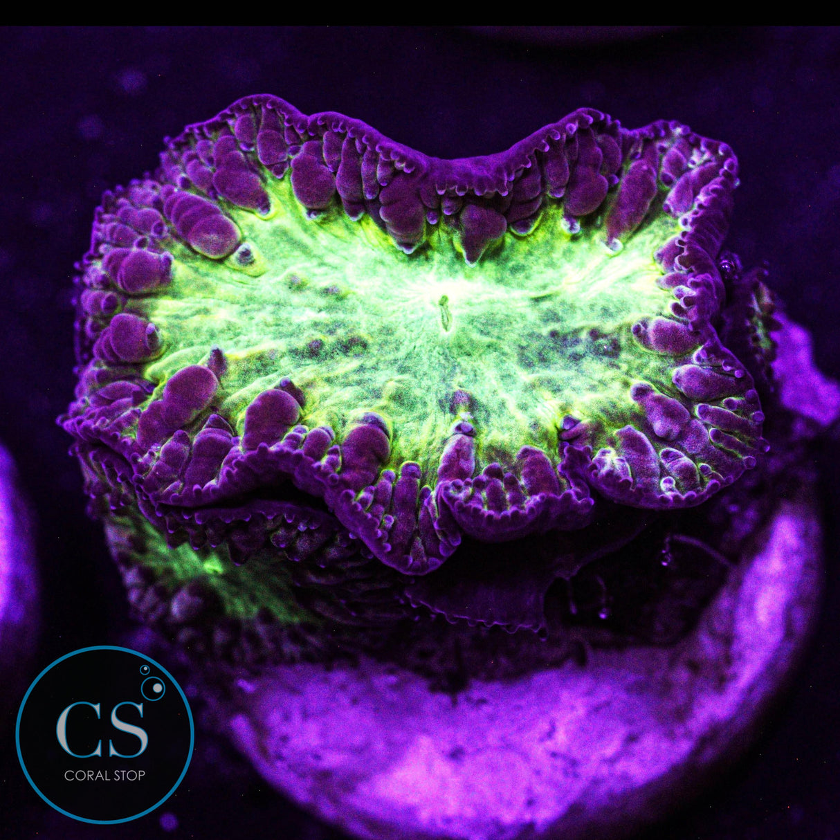 CS City Pulse Blastomussa