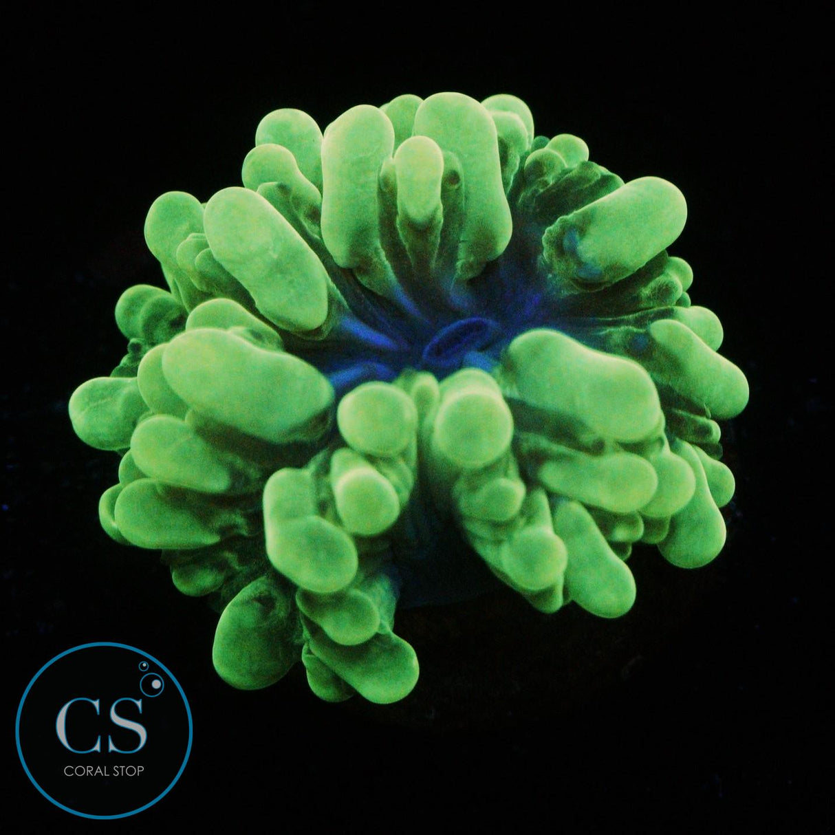 MINI PEARL BUBBLE CORAL