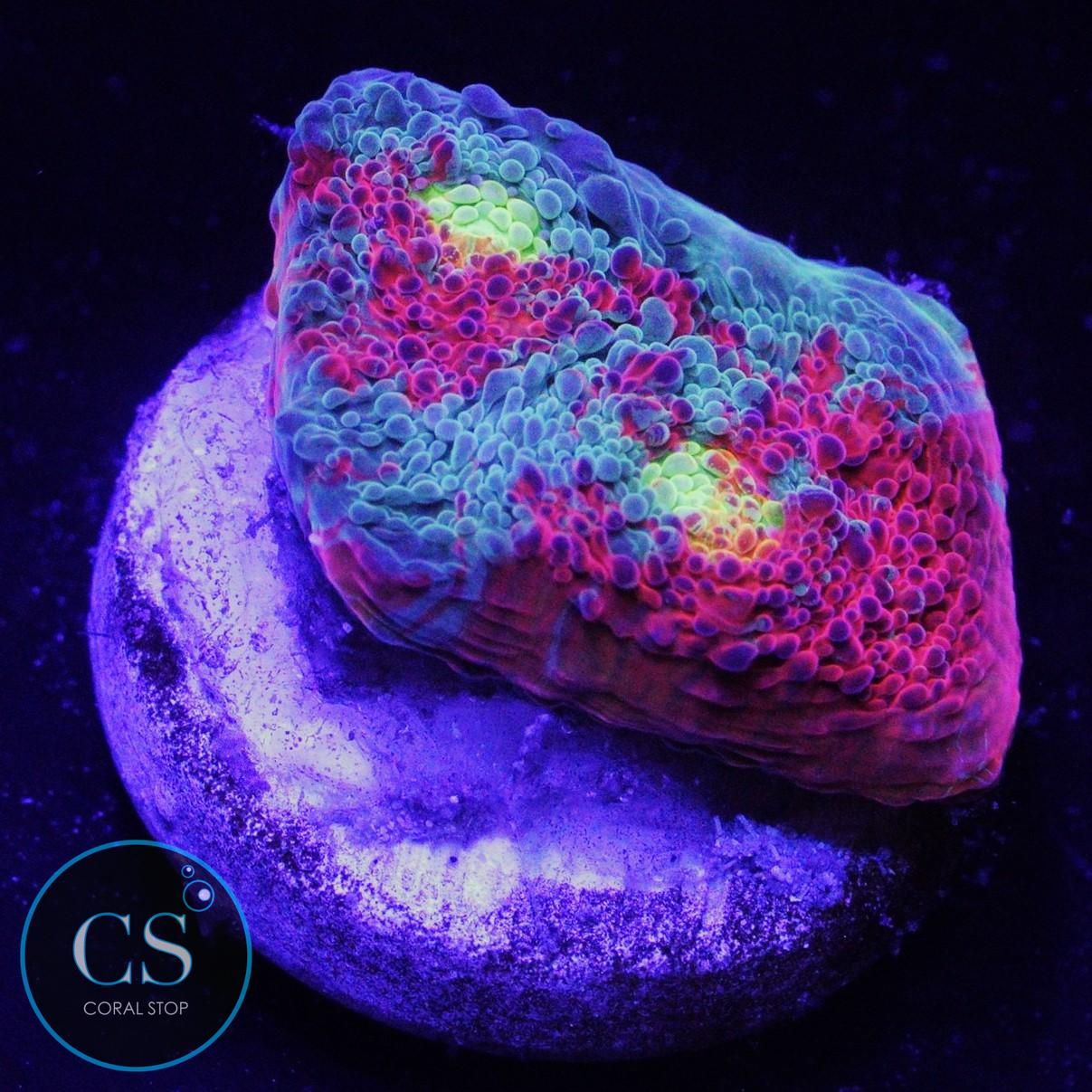 RAINBOW JELLYBEAN CHALICE
