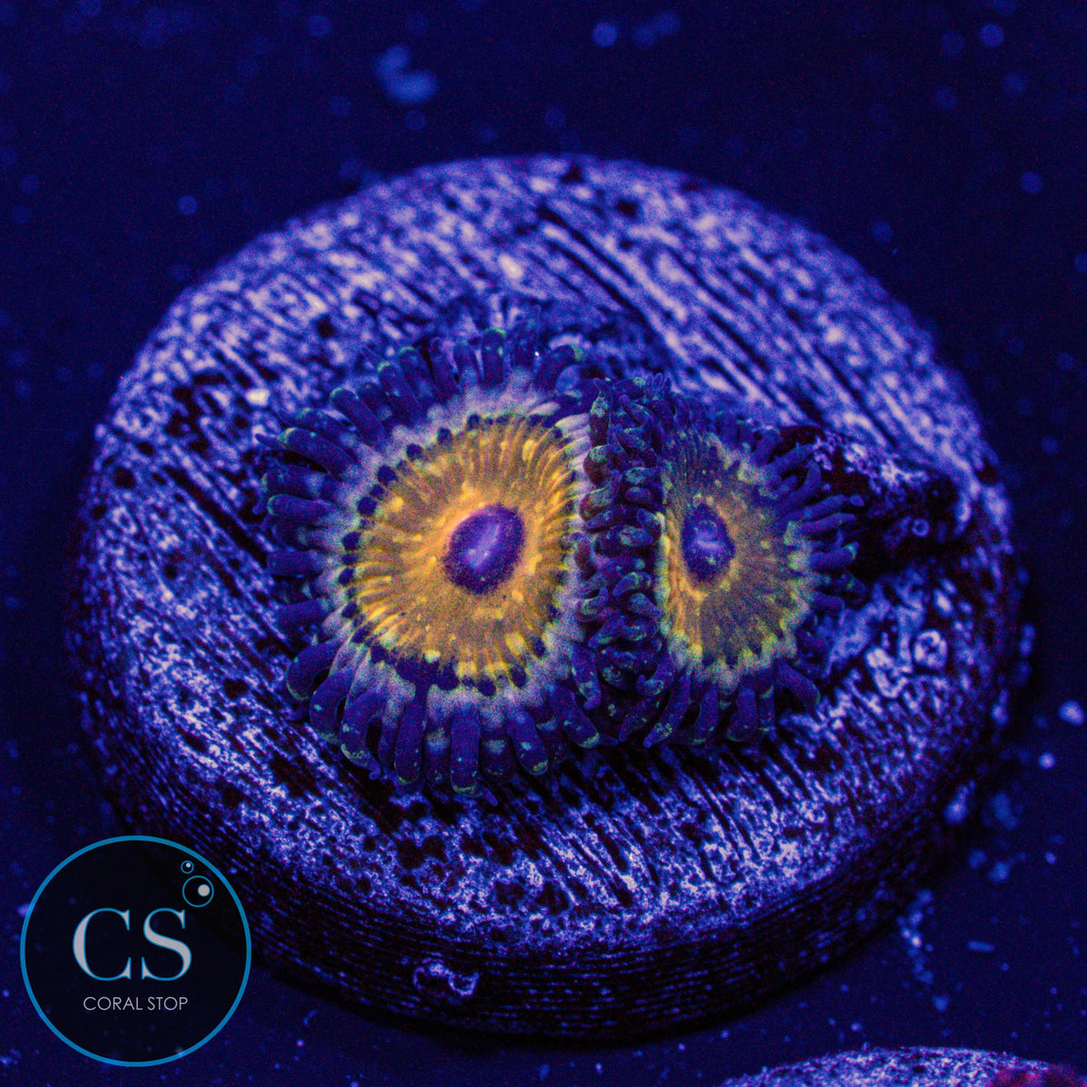 NYRA Godbeast Zoa