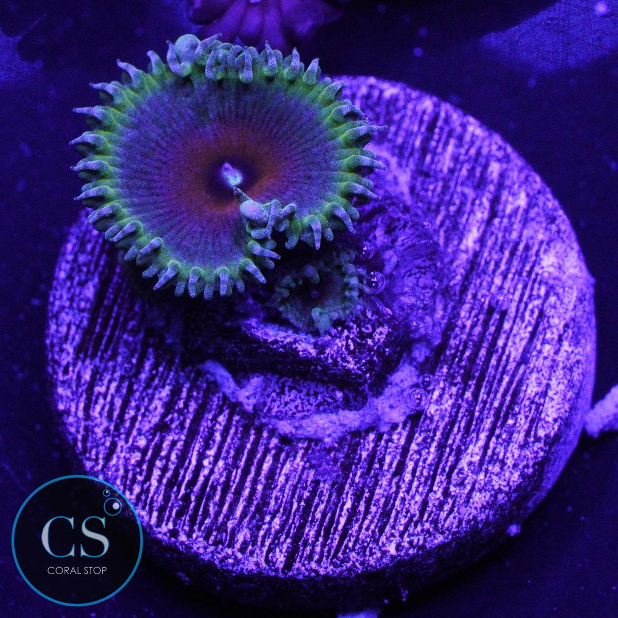 CAPTAIN AMERICA ZOA