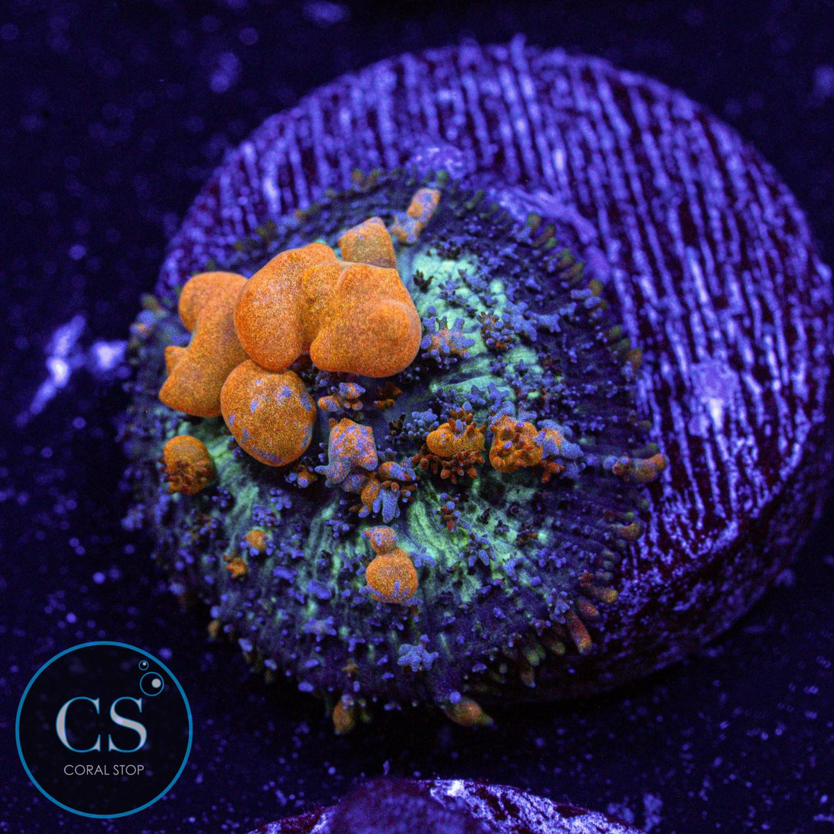 WWC Sunkist Bounce Mushroom